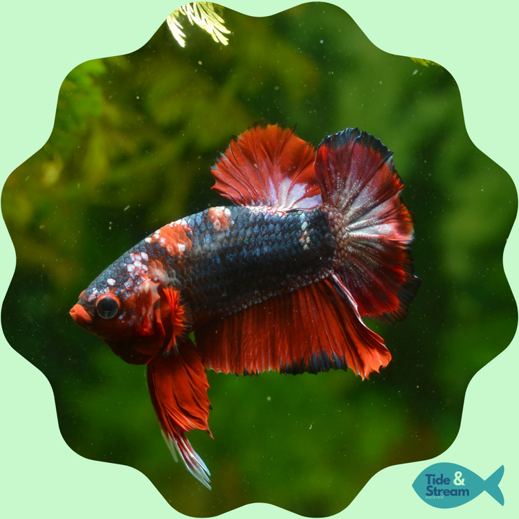 Bettas