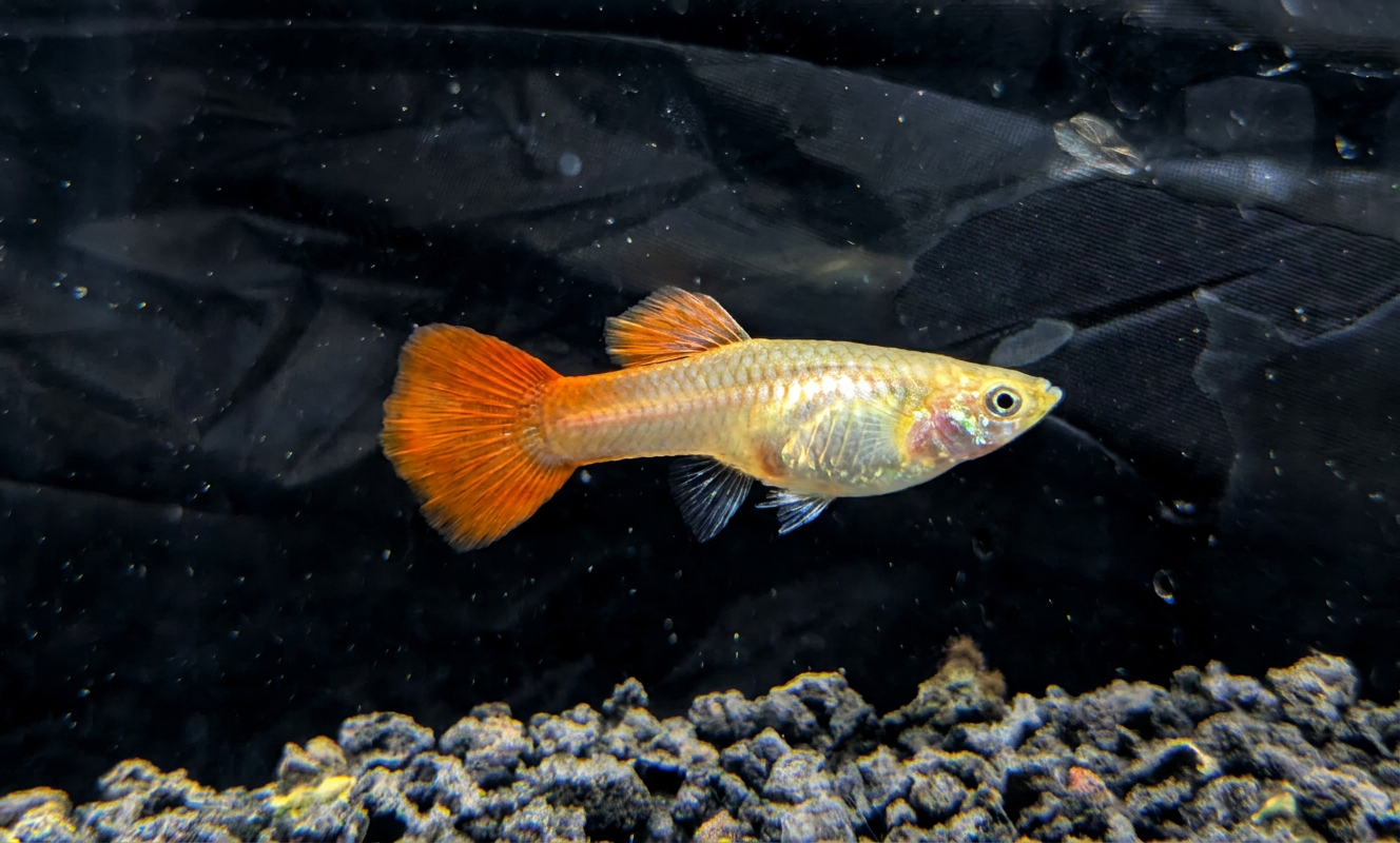 Blonde Redtail Guppies