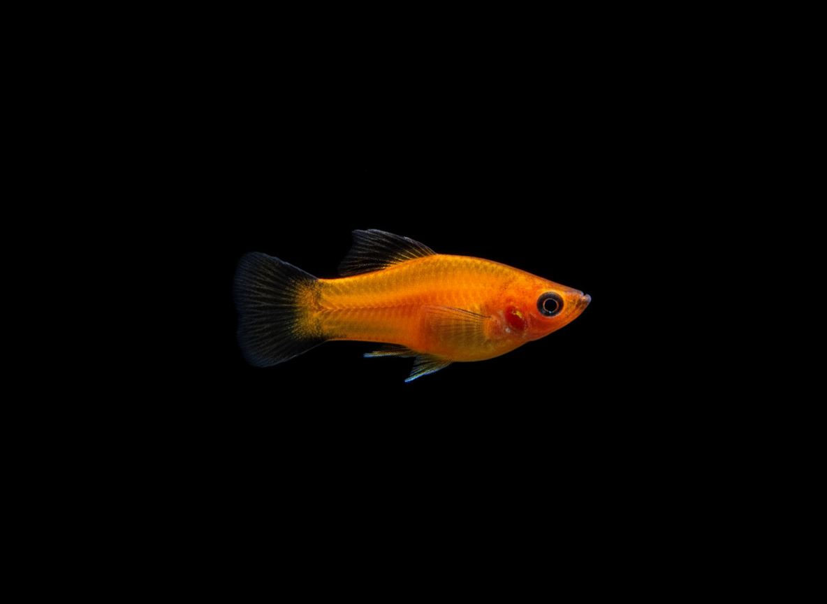 Red Wag Platy Hifin (Xiphophorus maculatus)