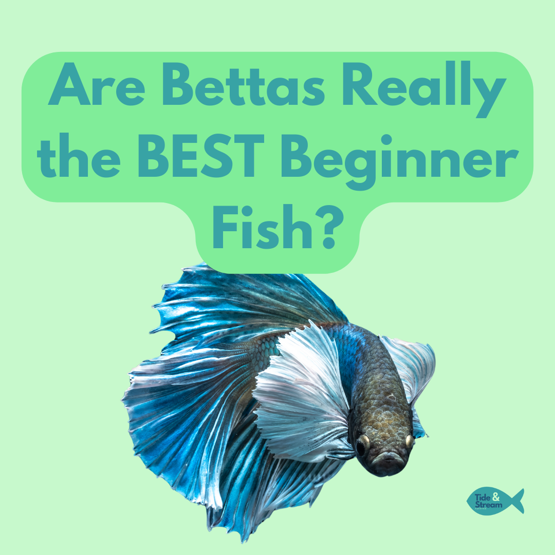 Are Bettas really the BEST Beginner Fish?