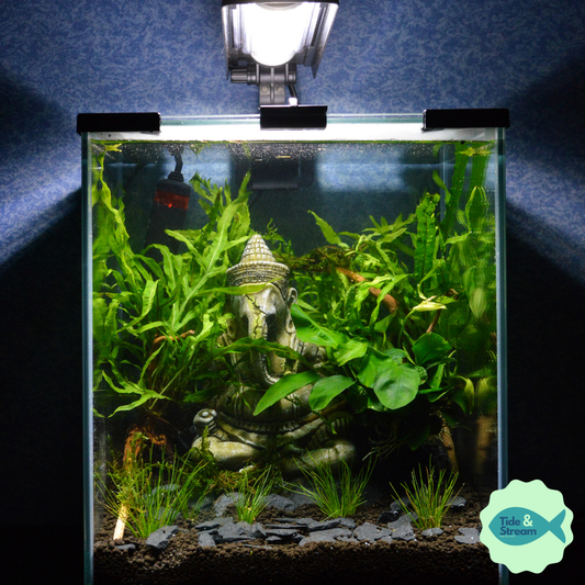 Nano Aquariums...Are They Worth the Hype?