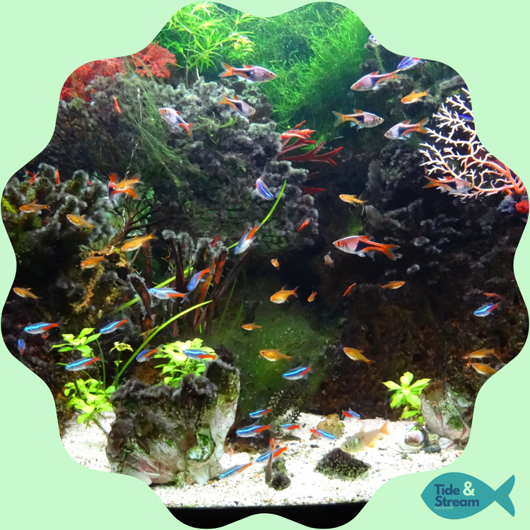 Shop Freshwater