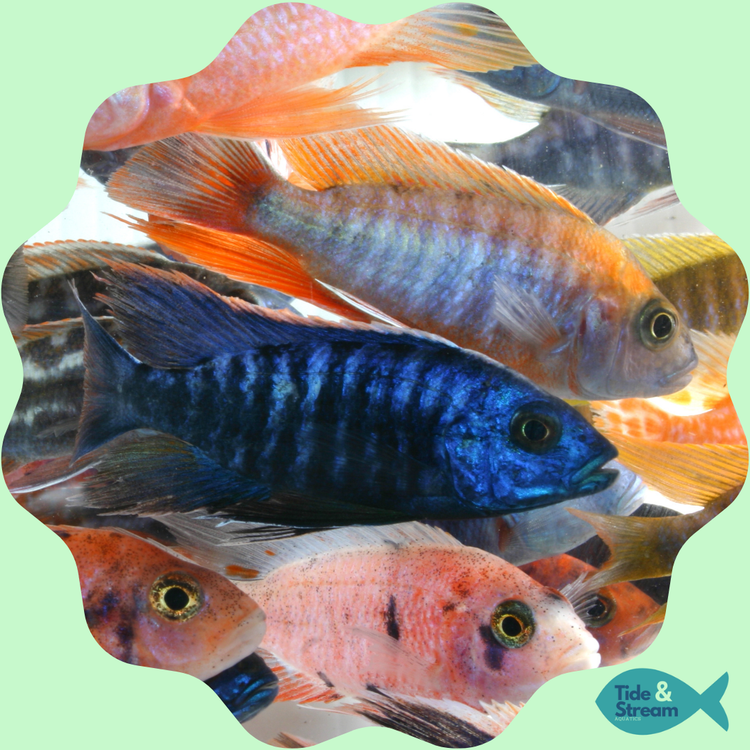 African Cichlids
