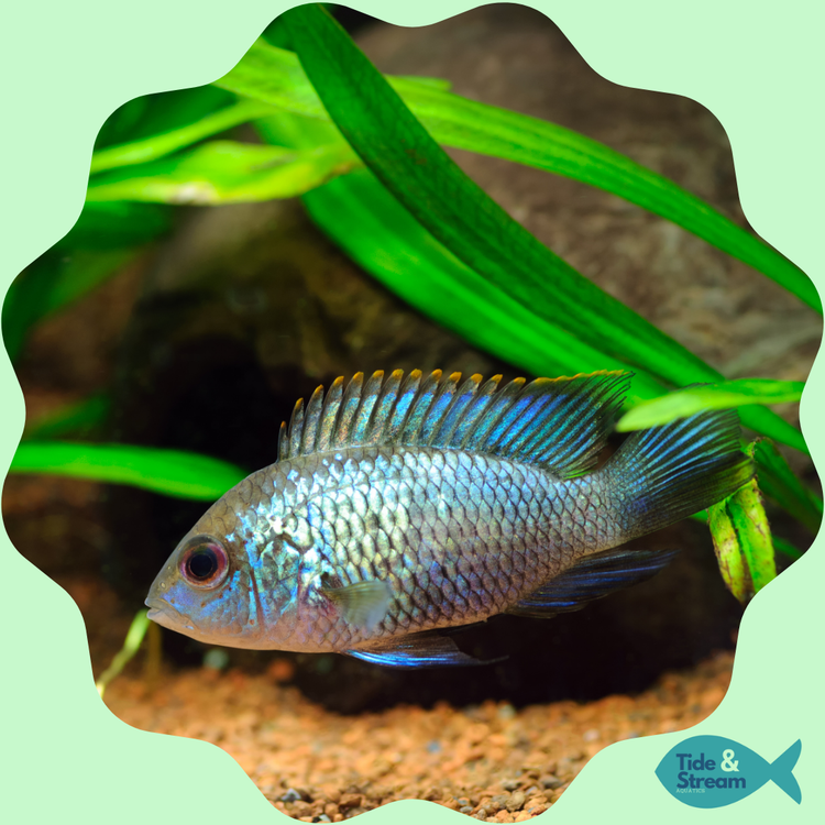 American Cichlids & Fish