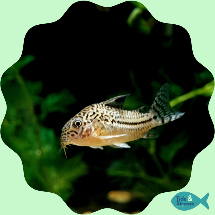 Bottom Feeders, Catfish, Plecos