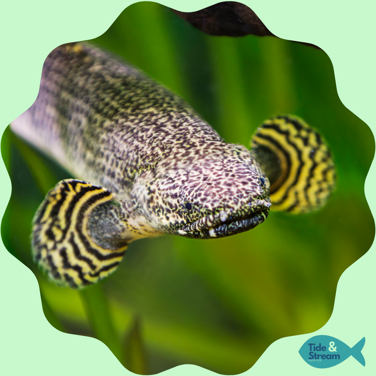 Predator & Oddball Fish