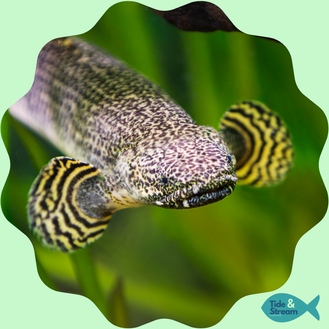 Predator Fish – Tide & Stream Aquatics