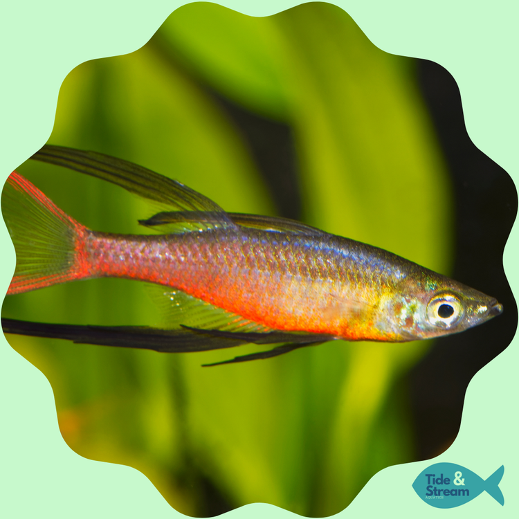 Rainbowfish