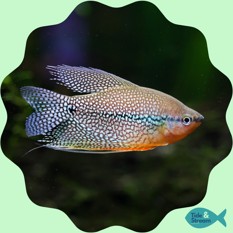 Gouramis