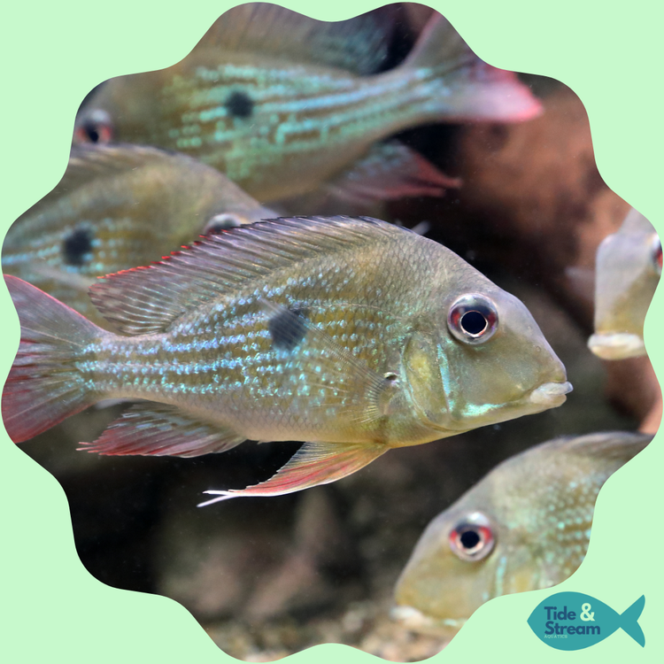 Geophagus Fish