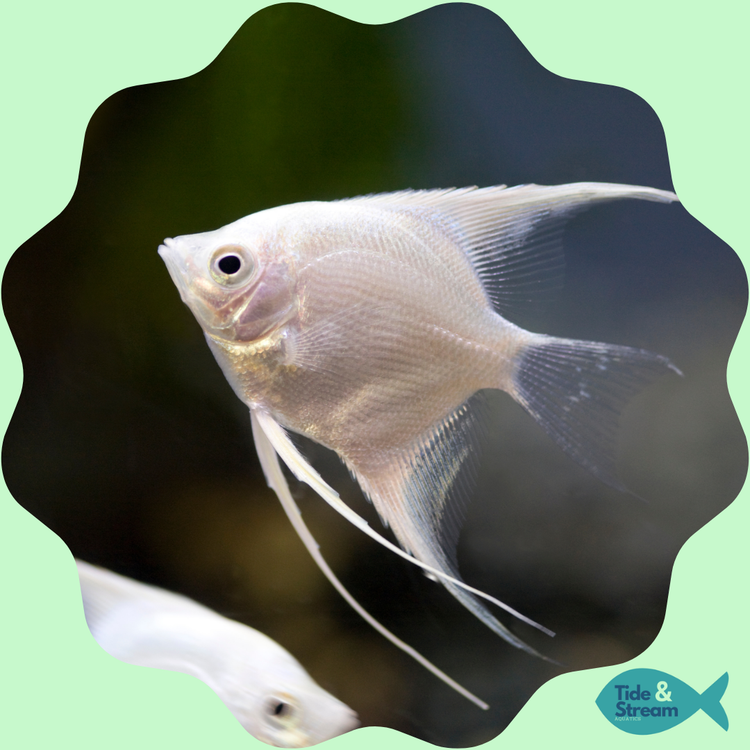 Angelfish