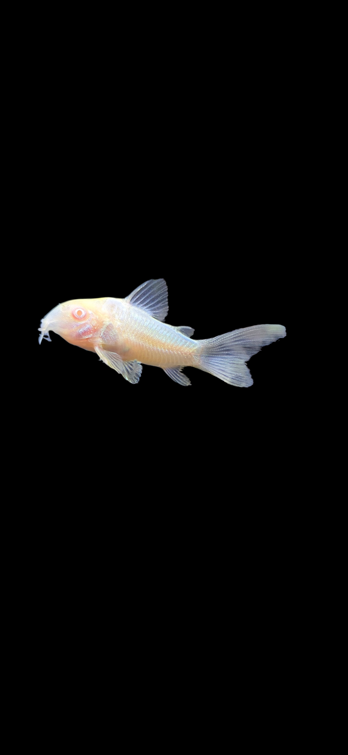 Albino Cory