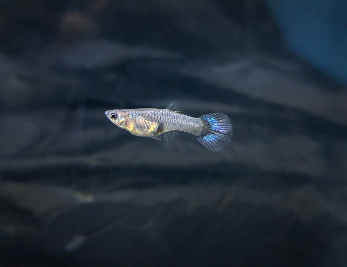 Blue Metallic Guppies