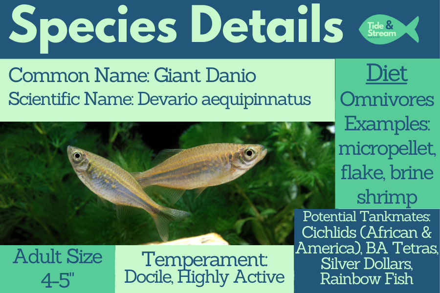 Giant Danio