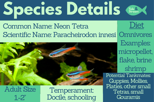 Neon Tetra