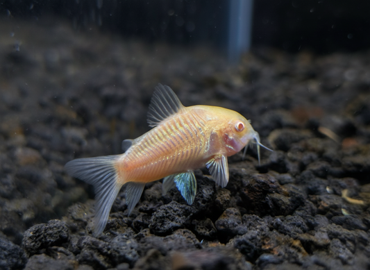 Albino Corydoras (Corydoras aeneus)