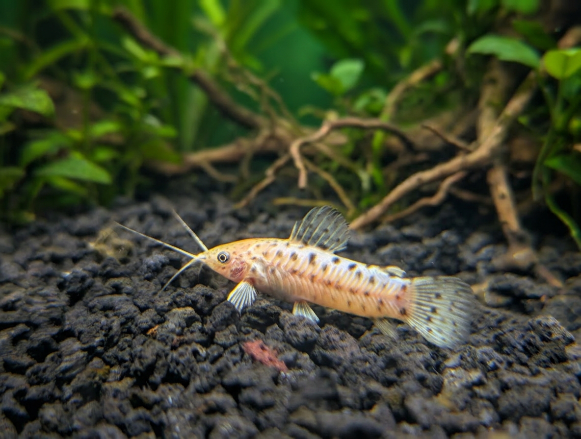 Albino Hoplo Catfish