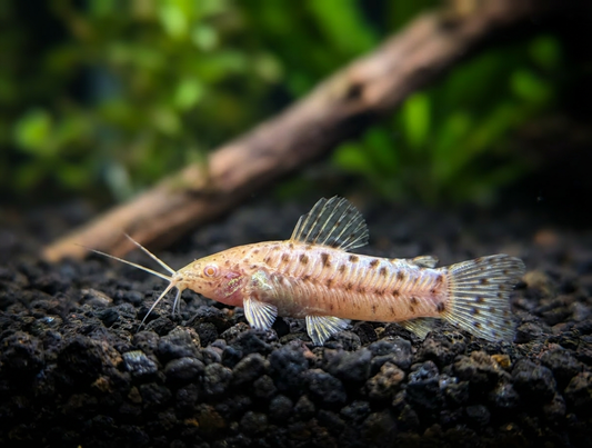 Albino Hoplo Catfish