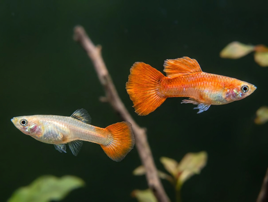 Blonde Redtail Guppies