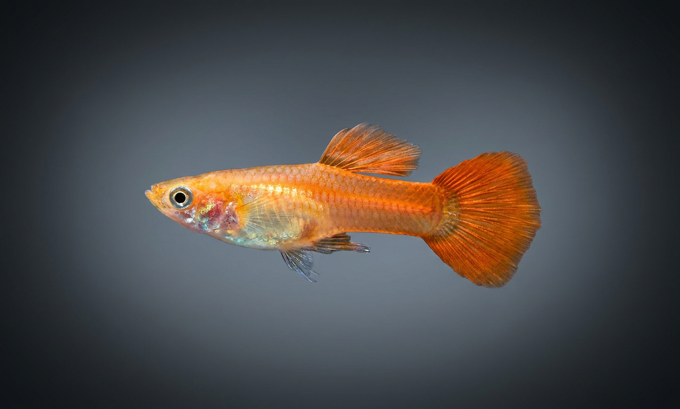 Blonde Redtail Guppies