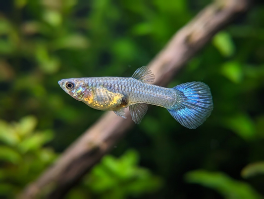 Blue Metallic Guppies