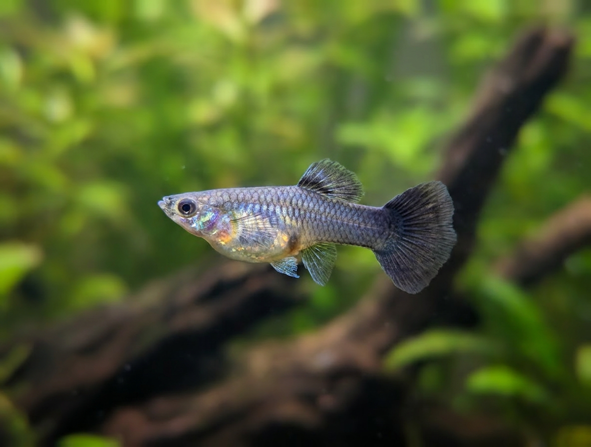 Blue Tarzan Guppy