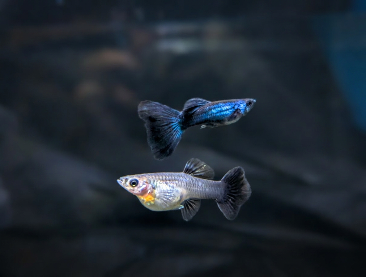 Blue Tarzan Guppy