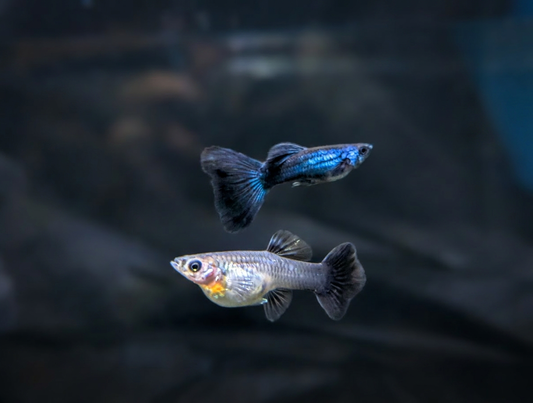 Blue Tarzan Guppy