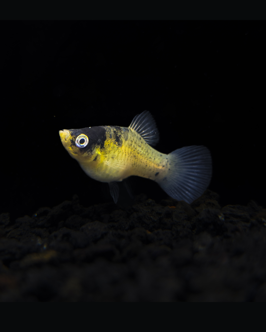 Bumblebee Platy