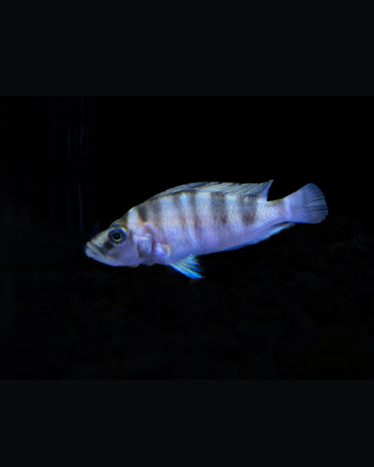 Calvus Cichlid