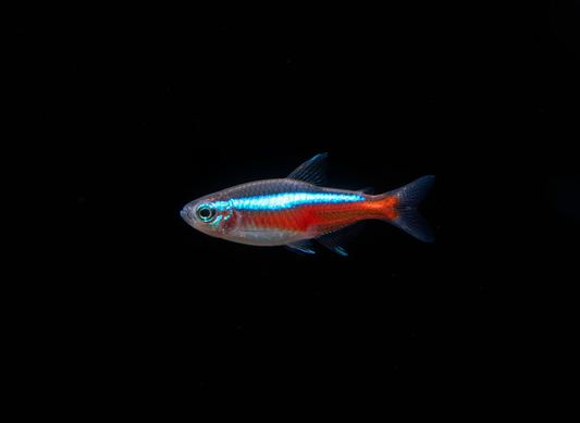 Cardinal Tetras (Paracheirodon axelrodi)