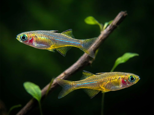 Celebes Rainbowfish
