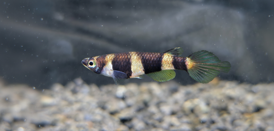 Clown Kilifish (Epiplatys annulatus)