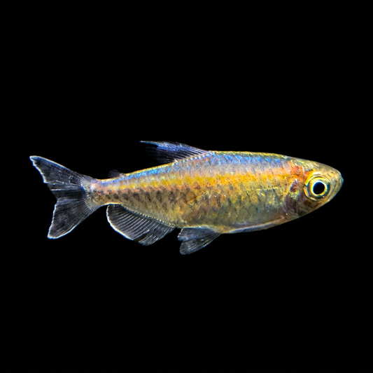 Congo Tetra