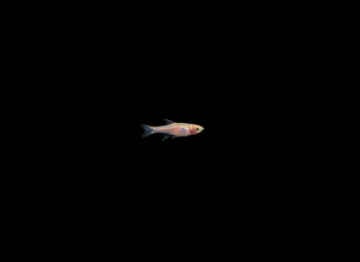 Exclamation Point Rasbora (Boraras urophthalmoides)