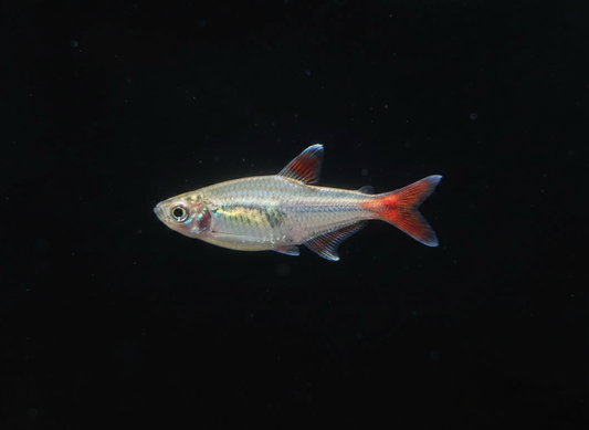 Glass Bloodfin Tetra (Prionobrama filigera)