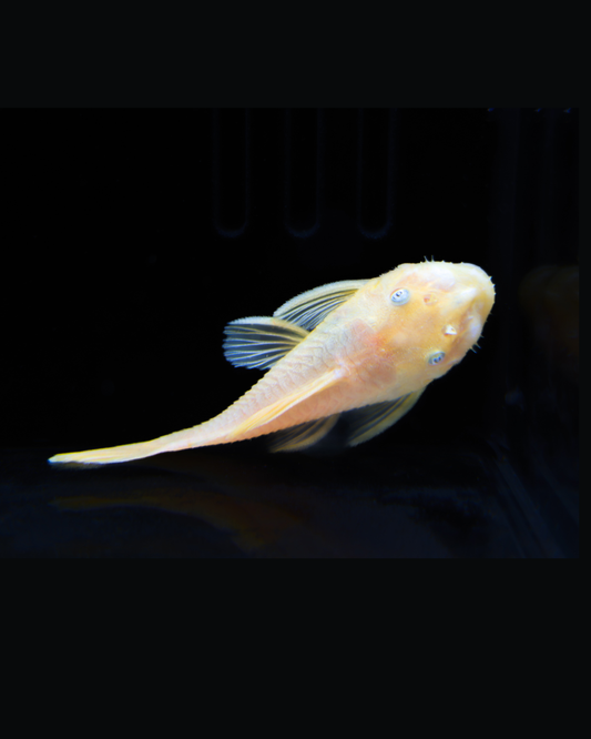 Lemon Blue Eye Pleco