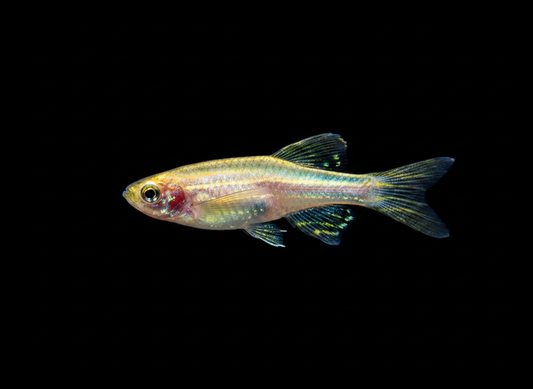 Gold Longfin Danio (Danio rerio)