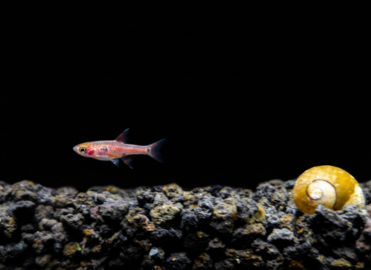 Pygmy Rasbora ( Maculatus) (Boraras maculatus)