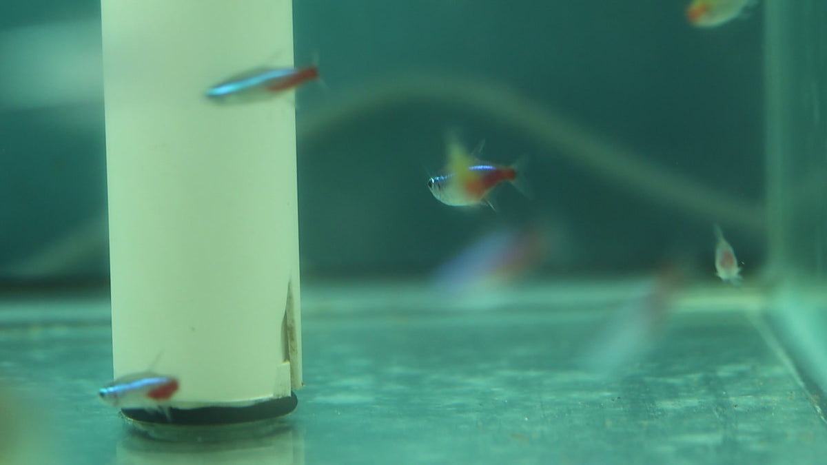Neon Tetra