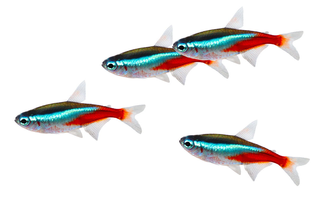 Neon Tetra