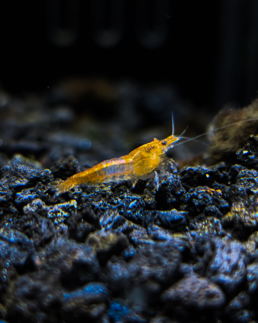 Orange Rili