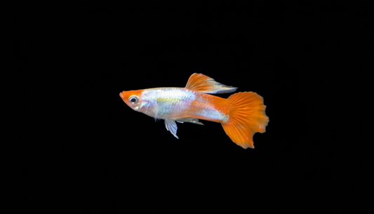 Platinum Koi Guppy (Poecilia reticulata)