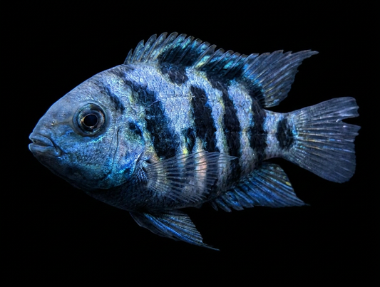 Polar Blue Parrot Cichlids