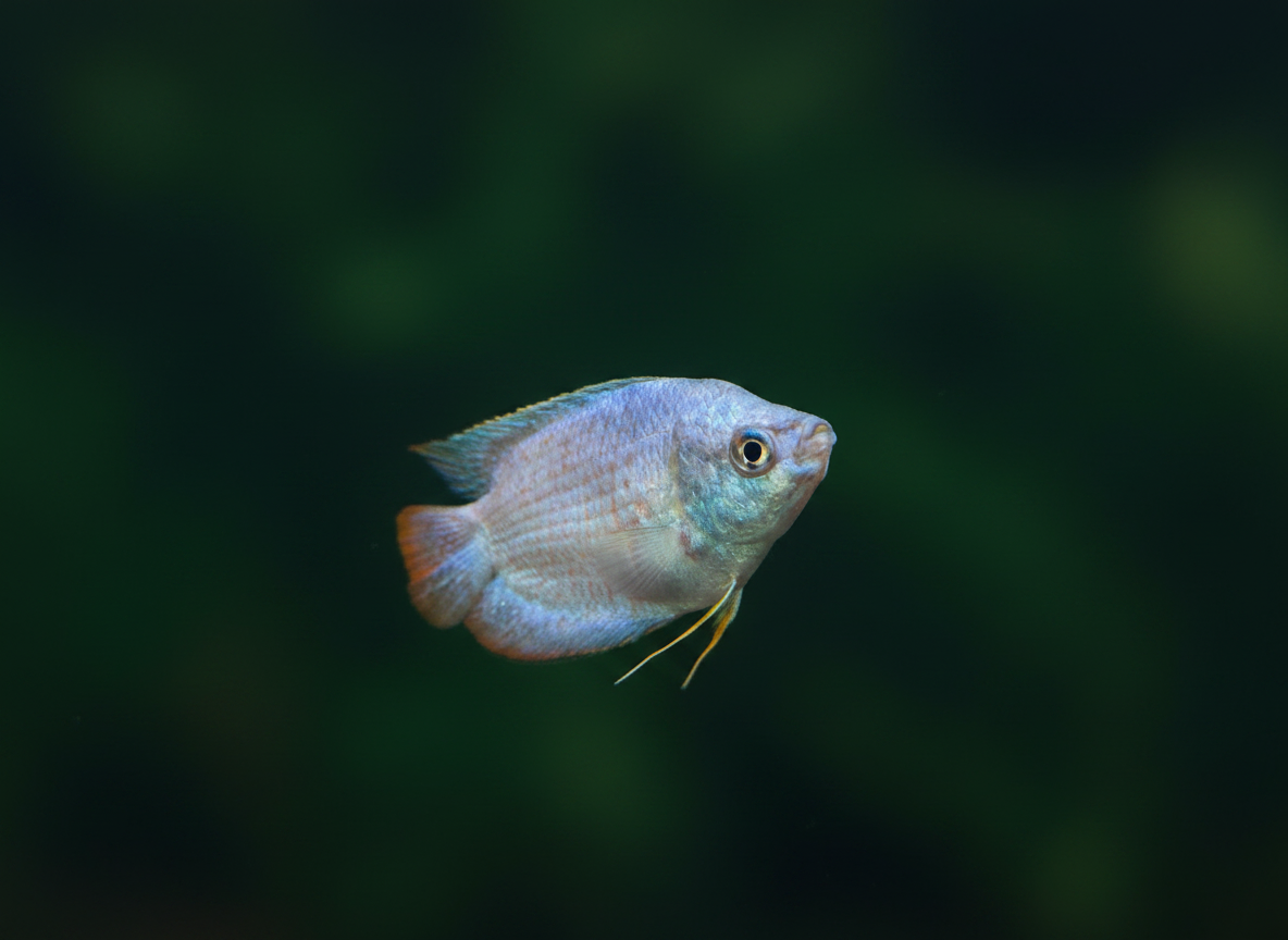 Powder Blue Gourami (Trichogaster lalius)