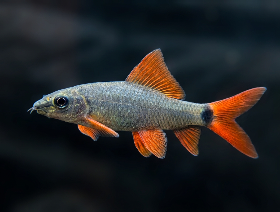Rainbow Shark