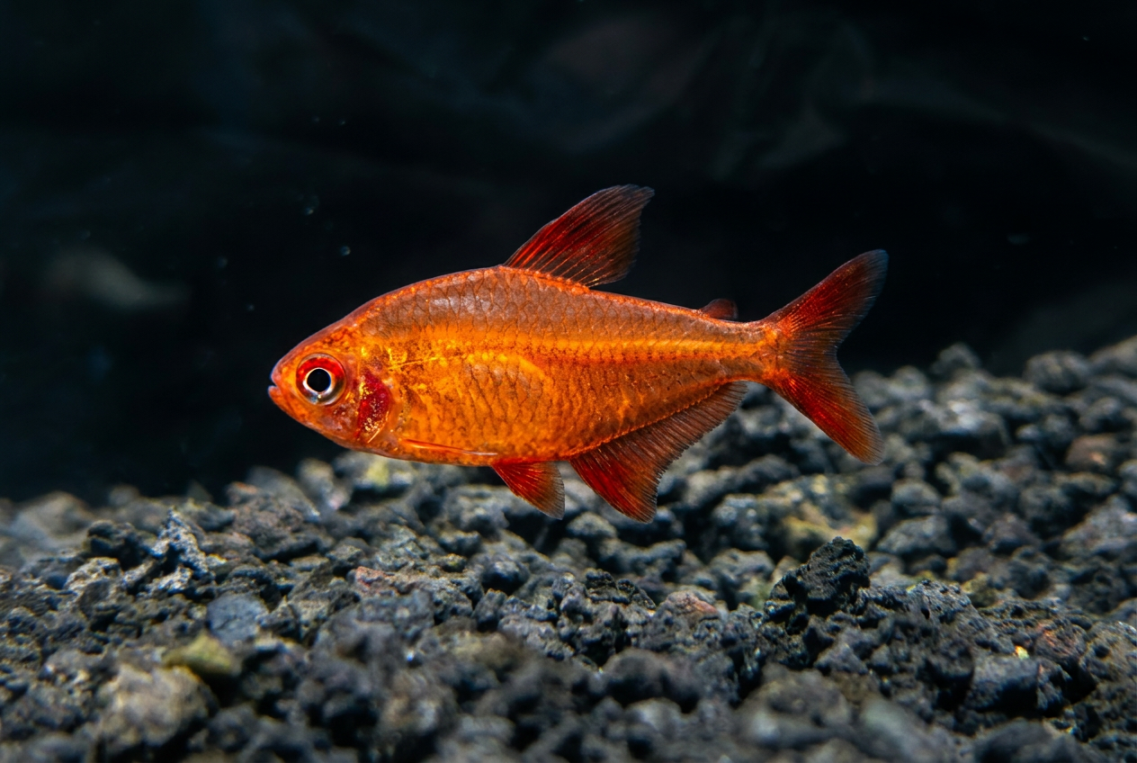 Red Muzel Tetra