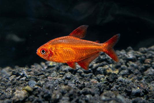 Red Muzel Tetra