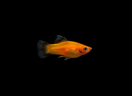 Red Wag Platy Hifin (Xiphophorus maculatus)