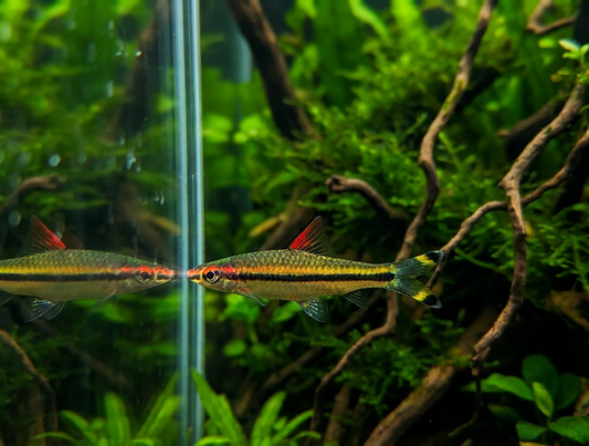 Roseline Shark (Sahyadria denisonii)